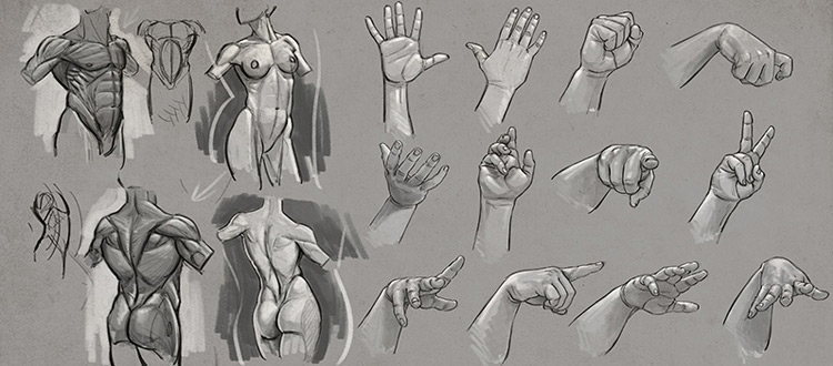 human anatomy art tutorials