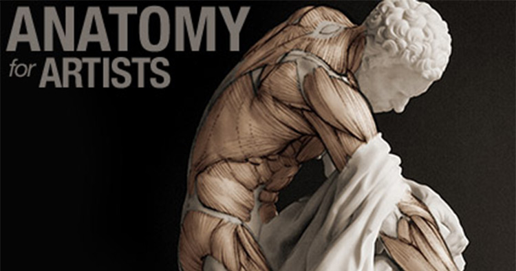 human anatomy drawing course