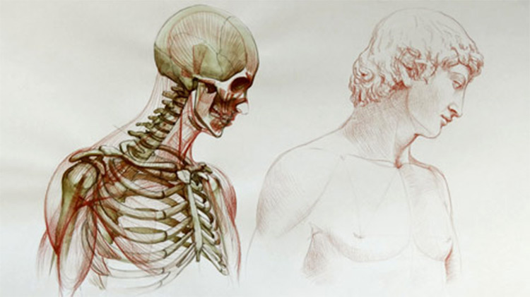 Anatomy Courses For Artists: Best Online Courses To Study Human Anatomy