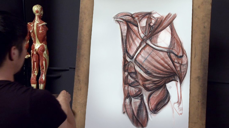 Top 10 Human Anatomy Books For Artists