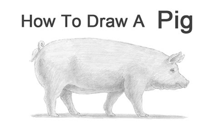 02 draw a pig