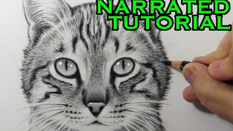 Sketching Animal Portraits - 5 Exercises to Improve Your Drawing Techniques  | Tanja Jensen | Skillshare