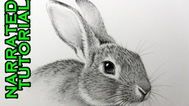 30 Cute Animal Drawings  Easy Animal Drawing Ideas