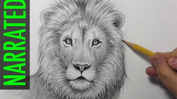 how to draw different types of animals drawing easy step by  step@DrawingTalent - YouTube