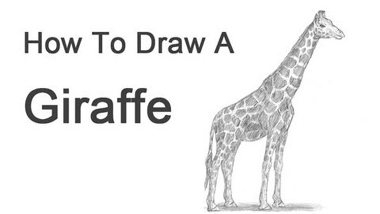 wild animals drawing for kids| how to draw wild animals easily|giraffe easy  drawing|lion drawing - YouTube