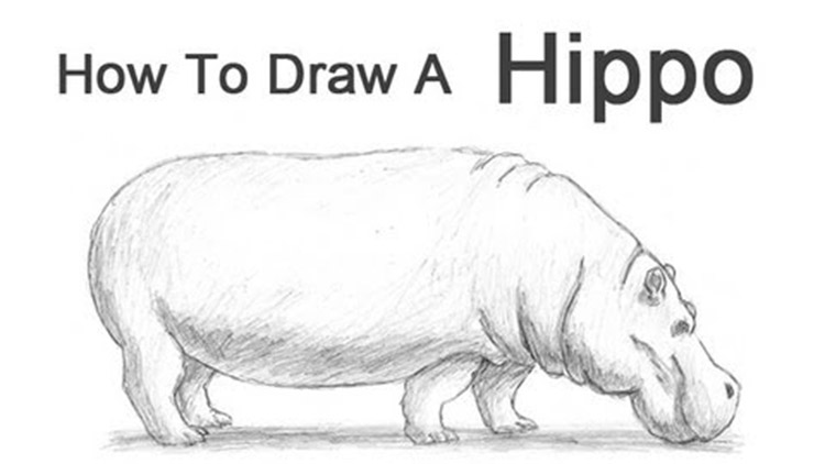 How To Draw Animals 50 Free Tutorial Videos To Help You