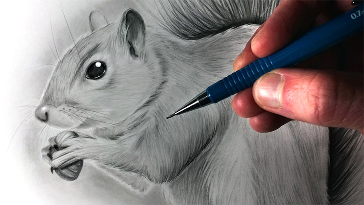 11,139 Animal Pencil Drawings Stock Photos, High-Res Pictures, and Images -  Getty Images