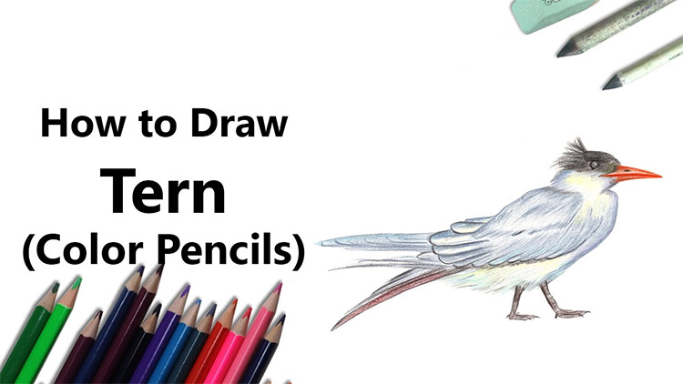 Top 7 Steps for Learning How to Draw Realistic Animal Portraits