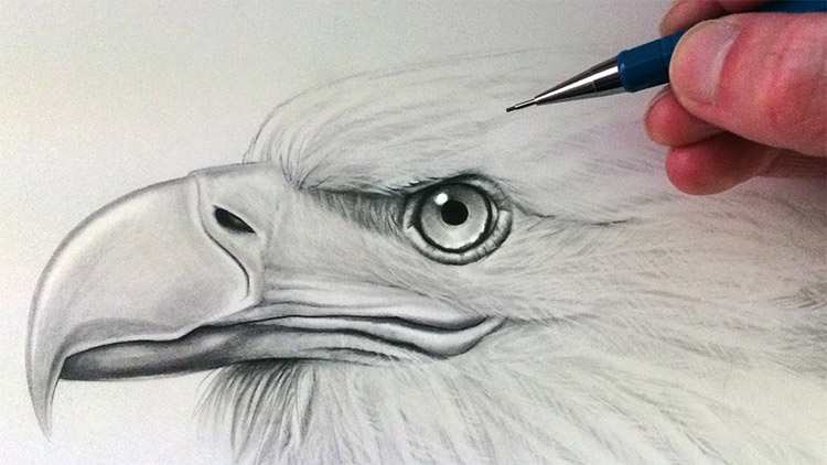 Animal Sketch Images  Free Download on Freepik