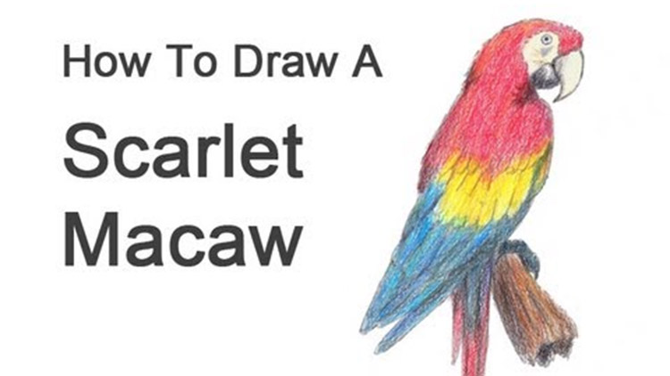 How To Draw Animals 50 Free Tutorial Videos To Help You Learn Step By Step