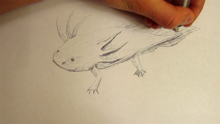 easy animal pencil drawing
