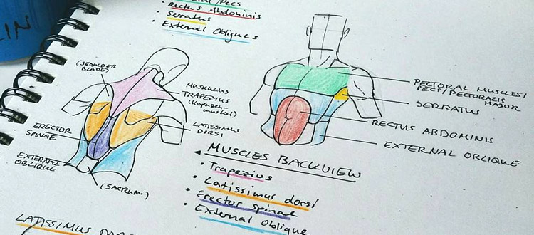 [PDF] The Fundamentals Of Drawing Anatomy The Dynamics Of The Human