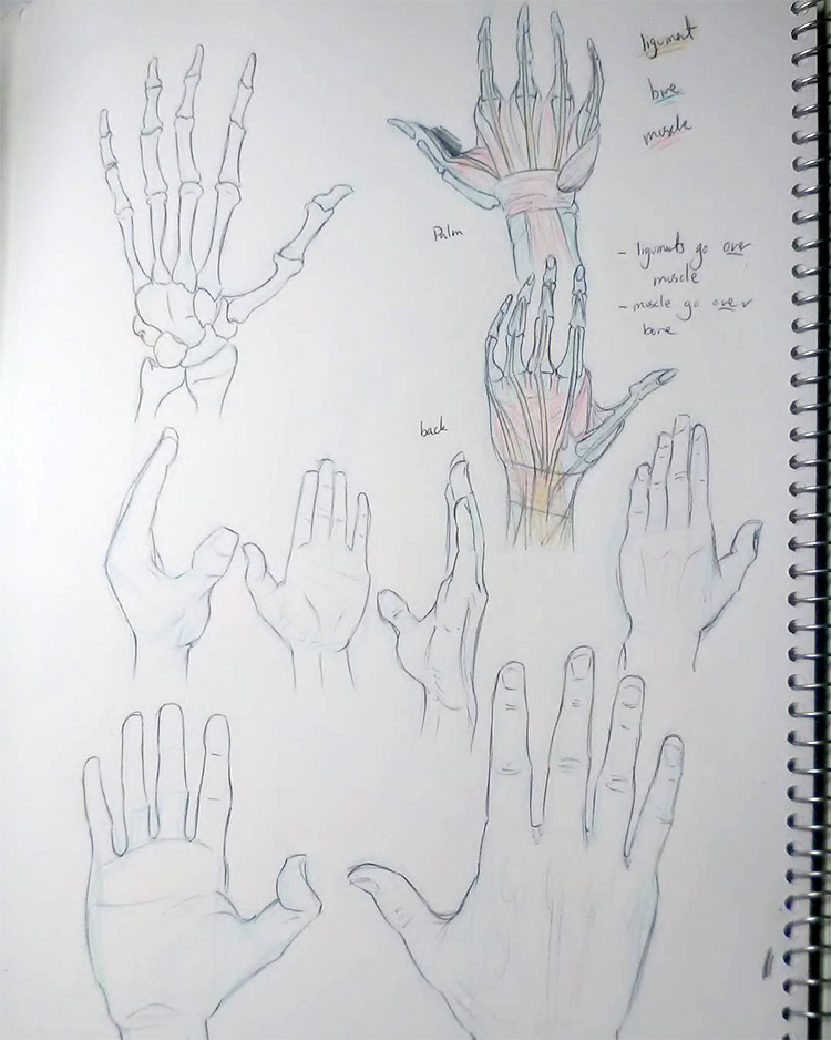 100 Drawings Of Hands Quick Sketches Hand Studies