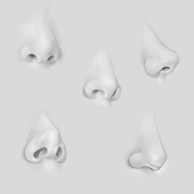 dog nose sketch