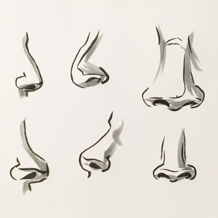 Examples of drawing noses for practice