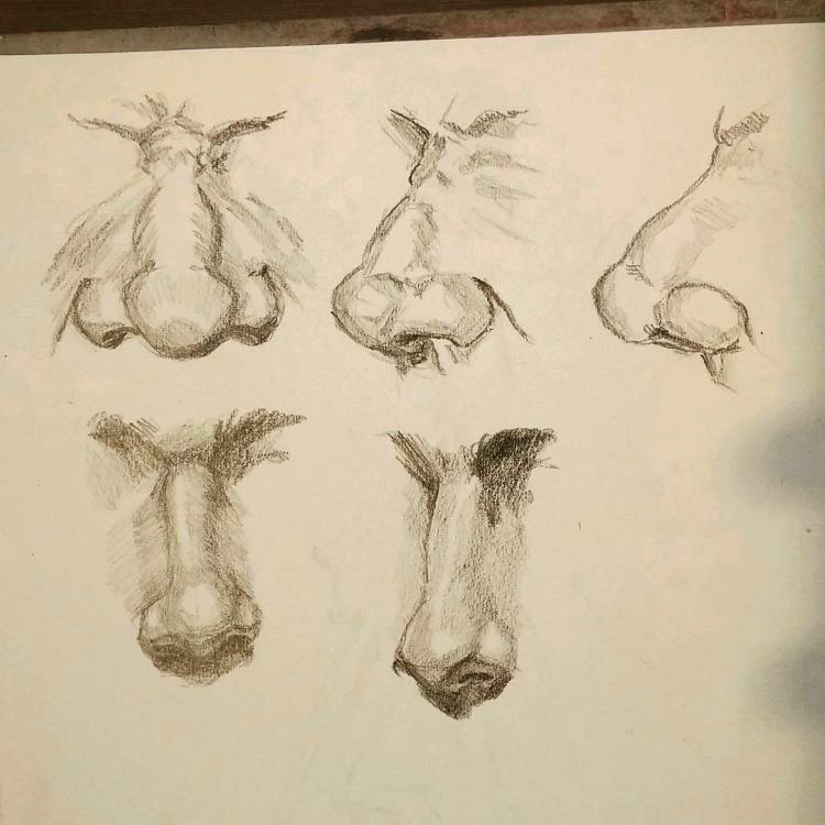 Human nose anatomy art study