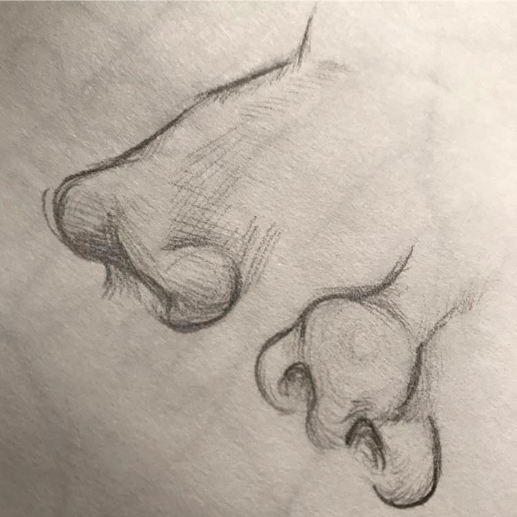 Close-up drawings of noses