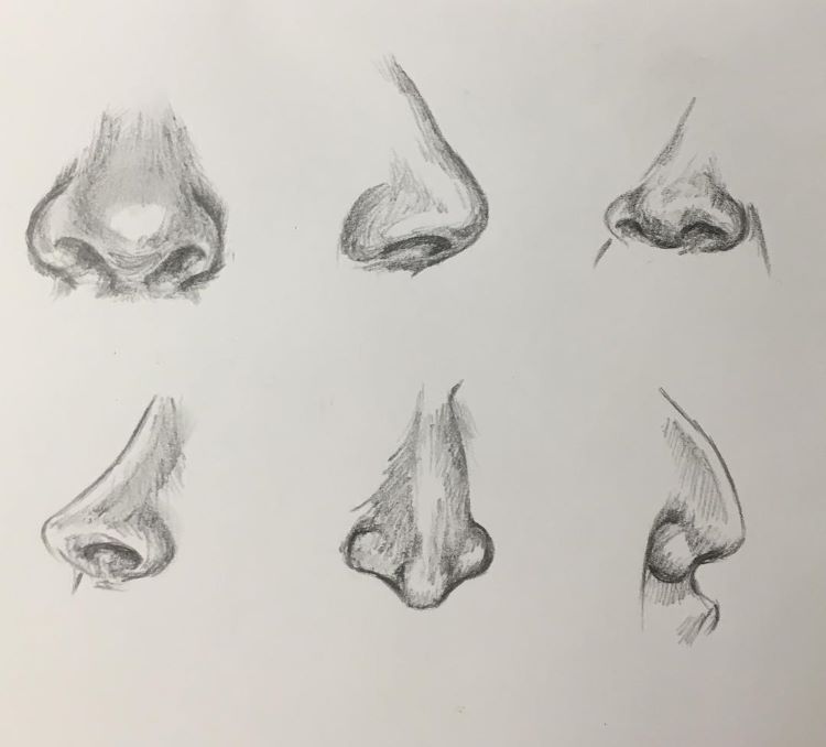 Detailed study drawing a human nose