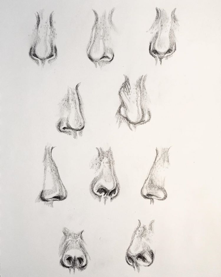 dog nose sketch