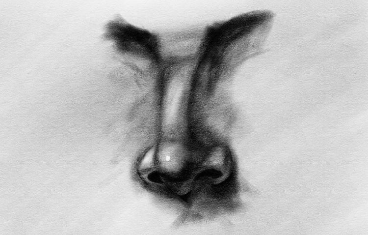 Detailed and high-quality nose drawing with rich shadows