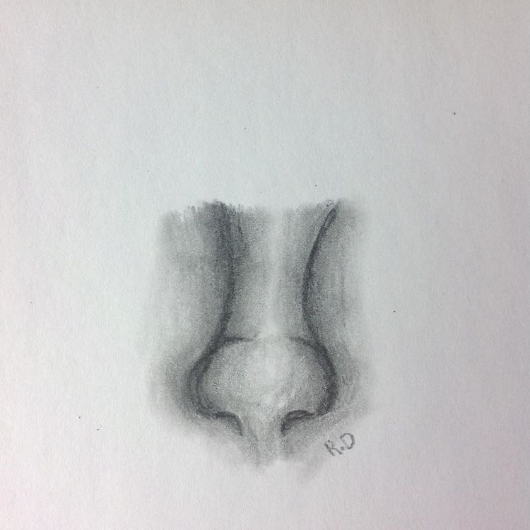 Basic nose drawing from scratch