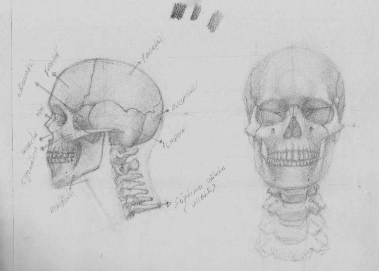 human skull drawing