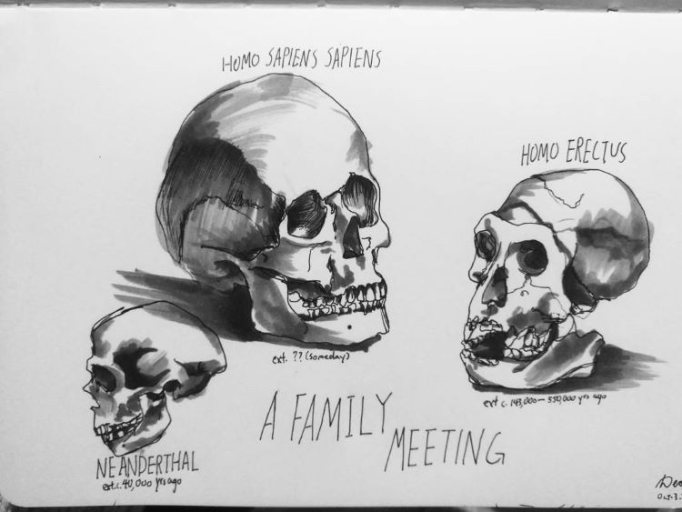 Detailed drawing of human skulls