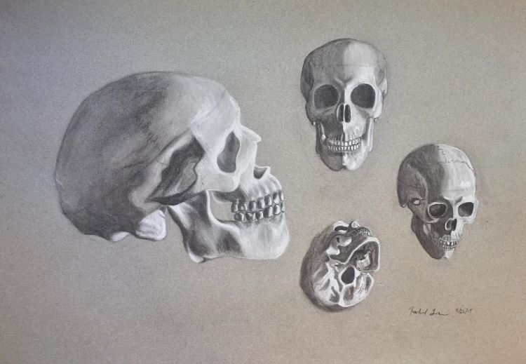 Skull drawings on toned paper