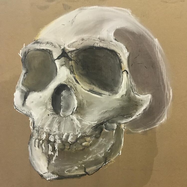 Quick practice of skull drawing