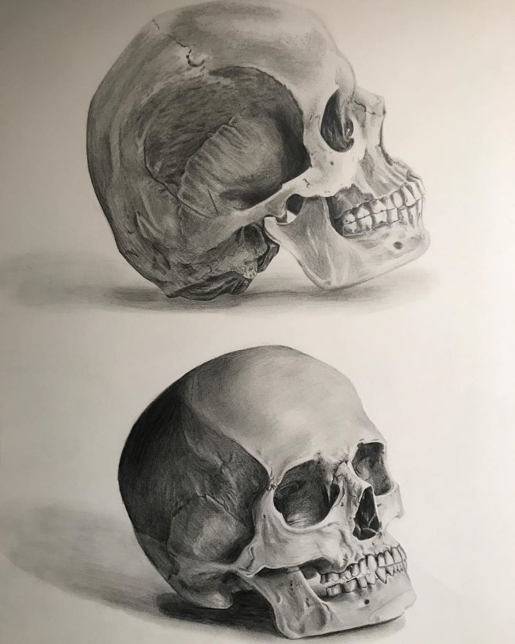 Side and front view of skull drawing