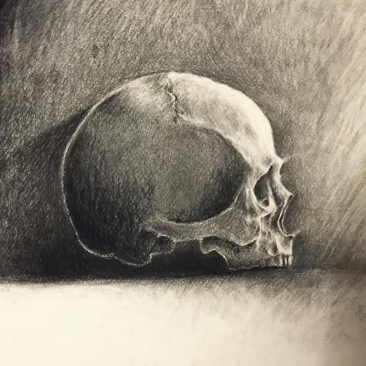 charcoal skull drawing