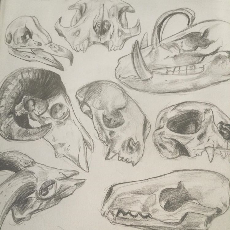 Sketching desert animal skulls