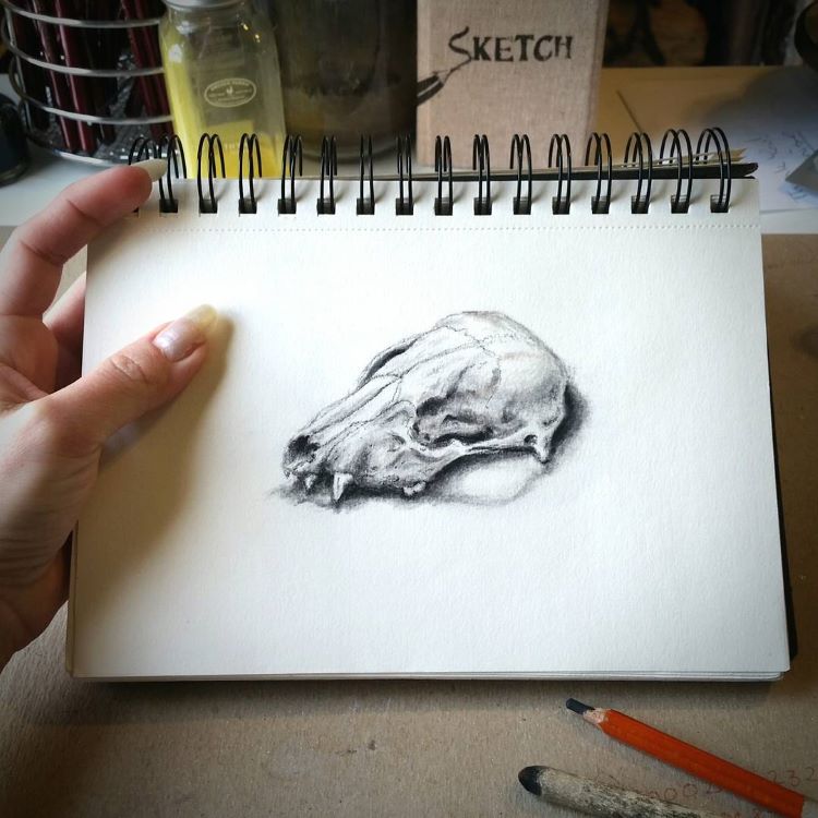 Animal skull drawing in sketchbook